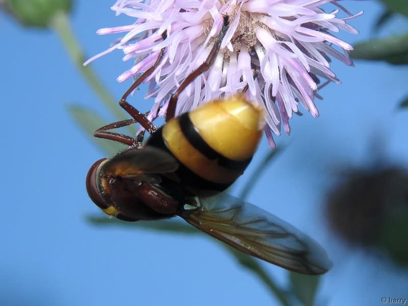 Volucella zonaria (Poda, 1761)